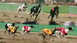 Greyhound racing derby