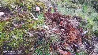 Steinpilz Suche von heute Abend &uuml;ber 1000m hoch #pilzsammelprofi #saisonal #pilzwelt #waldpilze