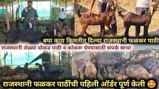 राजस्थानी फळकर पाठींची पहिली ऑर्डर पूर्ण केली 🤩 राजस्थानी शेळ्या बोकड पाठी व कोकरू घेण्यासाठी संपर्क