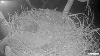 Southwest Florida Eagle Cam - Cam 4K