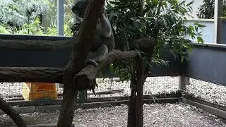 Australia pretty girl & koala