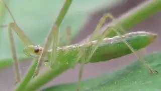 Red-Eyed Assassin Bug Nymph