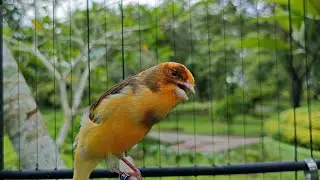 Canary Won&rsquo;t Stay Silent After Hearing This Belgian Training Song