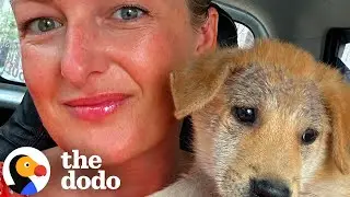 Puppy Who Was Living On The Street Loves Opening Sliding Doors | The Dodo