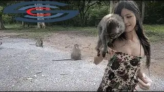 Amazing Monkey Meeting Tourist - Tourist Meeting Monkey At Wild Angkorwat- Amazing Ani