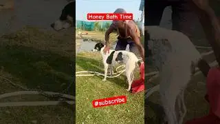 Honey bath time #bhanufarm #farmer #farmhouse #assam #puchufamily #justiceforzubeengarg #shorts #dog