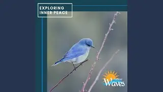Aqua Aura