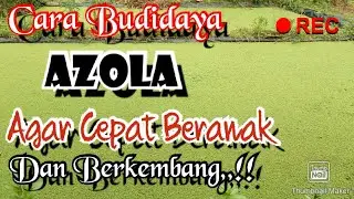 Cara Budidaya Azolla Agar Cepat Beranak Dan berkembang Dengan Subur !!