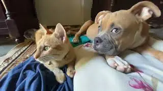 Dog and cat friendship  goals