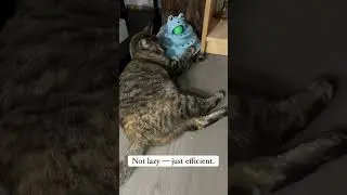 Energy Conservation Expert 🐱⚡