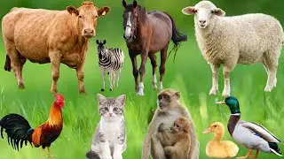 Farm Animal Habitats & Sounds | Chickens, Pigs, Cows, Goats, Buffaloes, Dogs, Cats & Butterflies 🐔🐷🐮