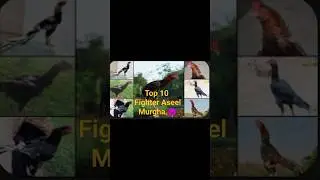 Top 10 Fighter Aseel Murghy 👿👿👿 #support #shortvideo #fighter #viralshort #petsaviray