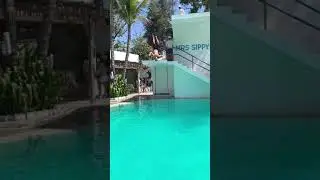 Rocco Mrs Sippy Dive