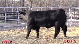 LOT 5 _  