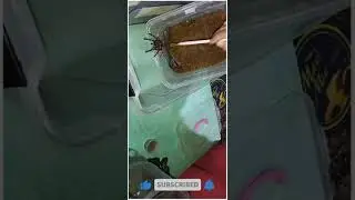 Easy way to move a Tarantula with this method / without holding tarantula