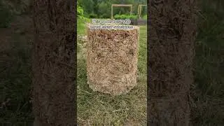 Minimal Waste Mushroom Growing!