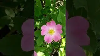 Интересный красивый цветок шиповника весной Interesting beautiful rose hip flower spring 有趣的美丽玫瑰果花
