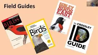 Birding for Beginners