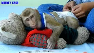 Monkey Kako Wearing Clothe And Eat Cake With Playing Teddy Bear