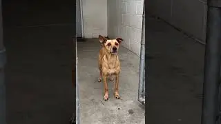 A quiet shelter meet-and-greet with a rescue dog