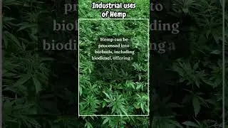 Industrial uses of Hemp #hempcbd