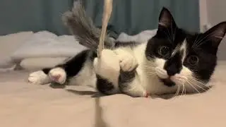 Cat butt wiggle 🐈 Play with toy mouse 🐭　おしりをフリフリさせて、ネズミのオモチャを待つ猫が可愛い。