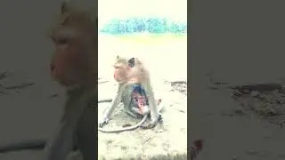 Oh Wow Very Pity on poor baby monkey that mother Mistreat to her. In this video you will #funny#fun