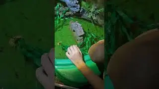 Setup a little frog pond.  Added a frog we grew up from tadpole #shortsfeed #frogs #shortsvideo