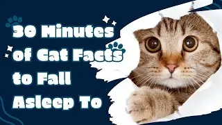30 Minutes of Cat Facts to Fall Asleep To