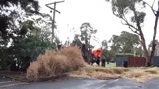 Decorative grasses trimmed by Local Lawn Mowing time lapse.