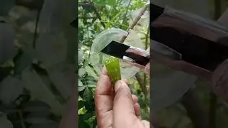 fast track for air layering techniques #trending #nature #satisfying #garden #shorts