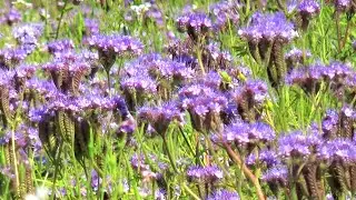 English Countryside During Summer - Animals, Birds, Wild Flowers and Trees / Quex Park