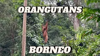 BORNEO EP 2. ORANGUTANS! Visiting an orangutan sanctuary on the island of Borneo, Malaysia! Sepilok