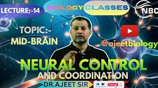 #midbrain #opticlobe #ajeetbiology #jaunpur#kota