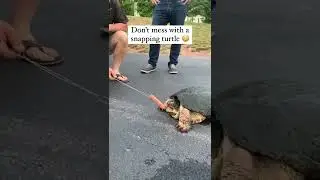 Turtle Bite Force | Snapping Turtle