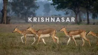 Krishnasar - Blackbuck Conservation Area, Bardiya, Nepal