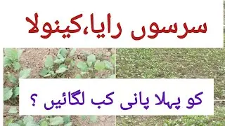 When to first irrigate  Raya or Canola crops?||Irrigation requirements of canola crops..