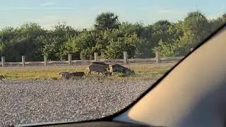 Boar family crossing the crawlerway