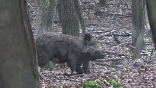 Wild boar in Hungary