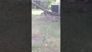 Sad Dog crying for its owner who just leaves him tied up