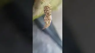 Molting Larinioides