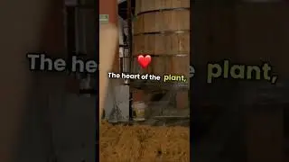 Amazing Uses of the Agave Plant: Beyond Tequila! |#shortsfeed #shorts #shortsvideo #respectreaction