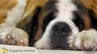 Las razas de perros perfectas para los ni&ntilde;os - The perfect dogs for children