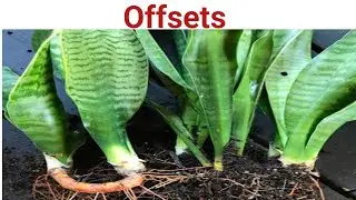 Offsets @biologywalesir #offsets #facts #internode #asexual #reproduction #neet #education #plants