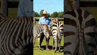 🖤🤍🎶 Zebra Communication Is a Dance Between Echoing Sounds and Tail Gestures