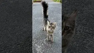 Meowing cat with big fluffy tail