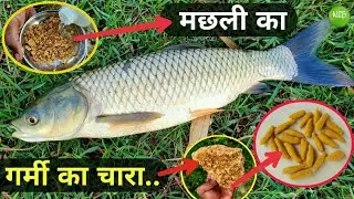 गर्मी में रोहू मछली का सबसे बेहतरीन चारा | Rohu Fishing Bait in Summer- Machhali Ka Chara