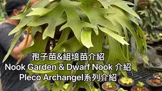 【鹿角蕨介紹】組培苗＆孢子苗 解密Dwarf Nook