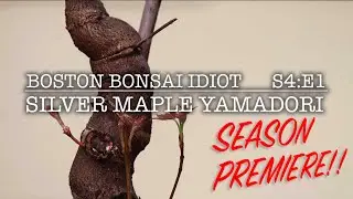 S4.E1__Silver Maple Yamadori SEASON PREMIERE!