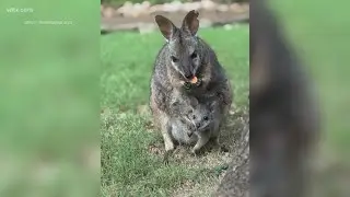 You can vote on Riverbanks Zoo's baby wallaby